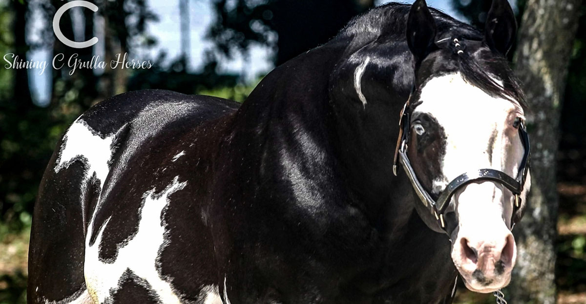Huslers Deck Of Stars - AQHA Black Overo Stallion - Coloured Stallion