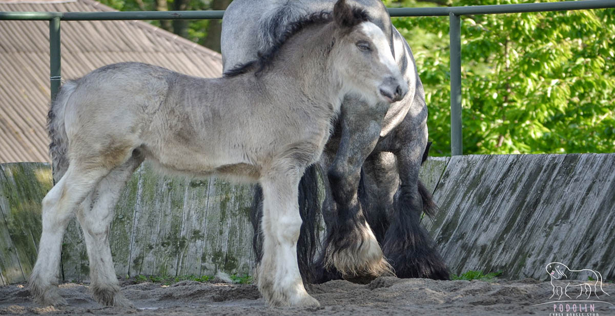 Podolin Delightful Lily - Black Roan Filly Gypsy Cob Foal
