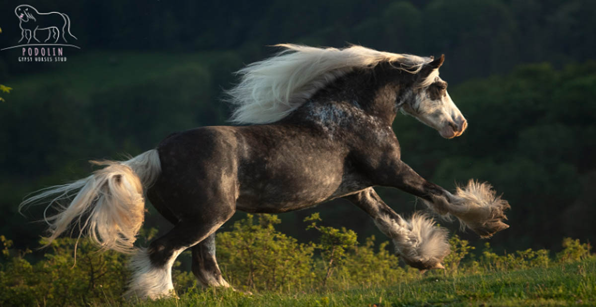 Galaxie Du Couar - Black Silver Dapple Gypsy Cob Mare