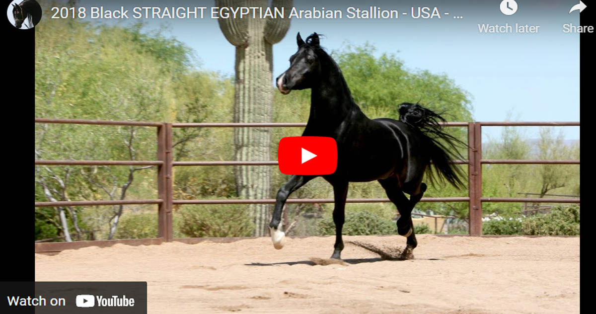 Black Straight Egyptian Arabian Stallion - USA - AA Elite Legacy