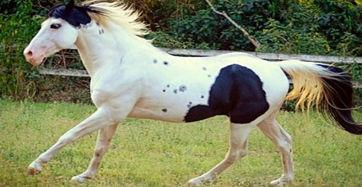 Buddy Shoe Shine, Black and White APHA Stallion @Haras Vila Colonial