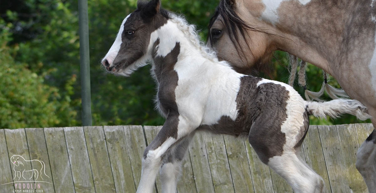 Podolin Dainty Sapphire - Black and White Gypsy Cob Foal