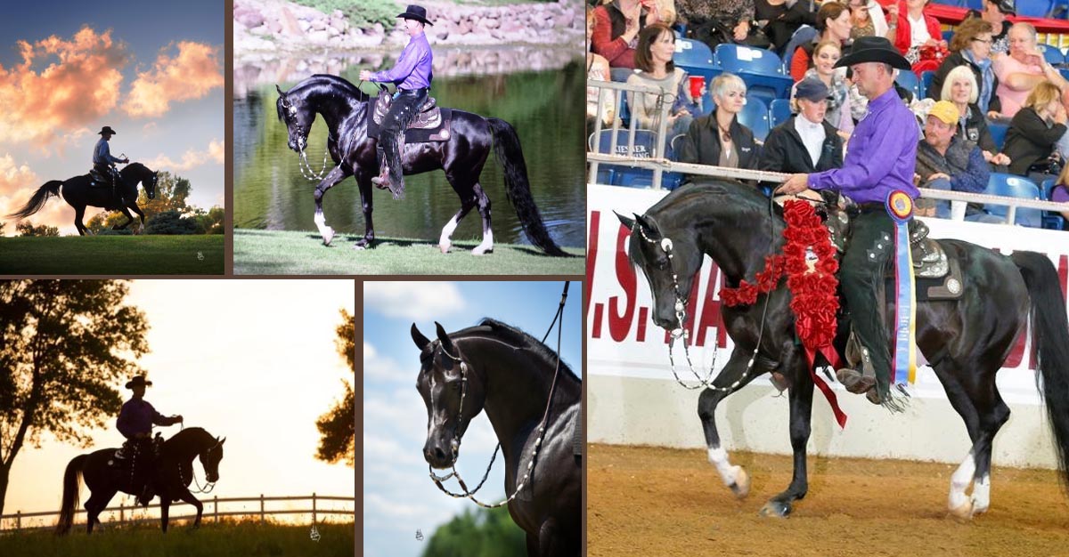 Black Arab Stallion - Zefyr (Sundance Kid V x Pattrice)