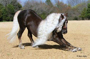 Black Forest Horse