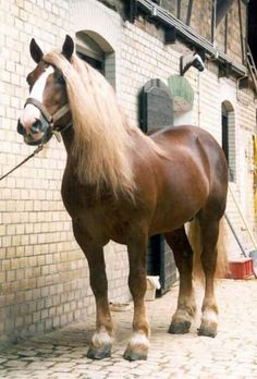 Black Forest Horses