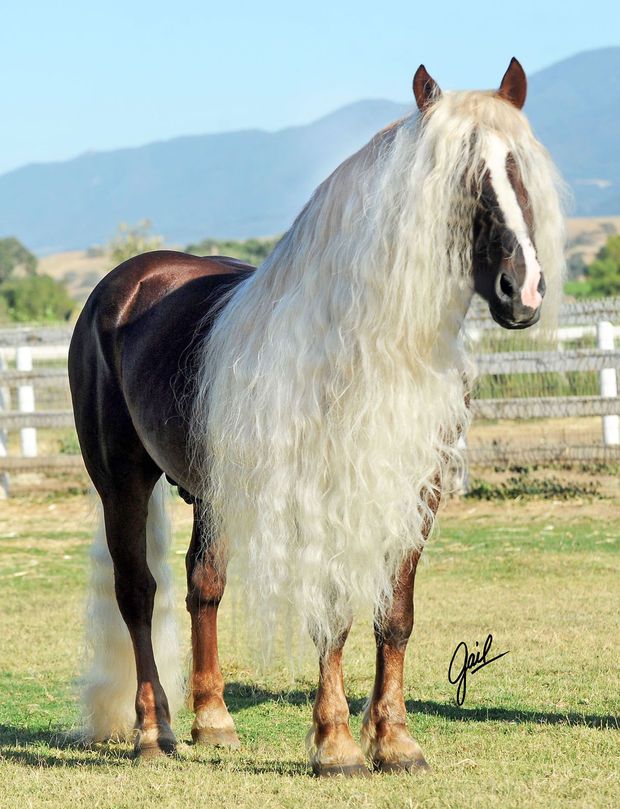 Black Forest Horses