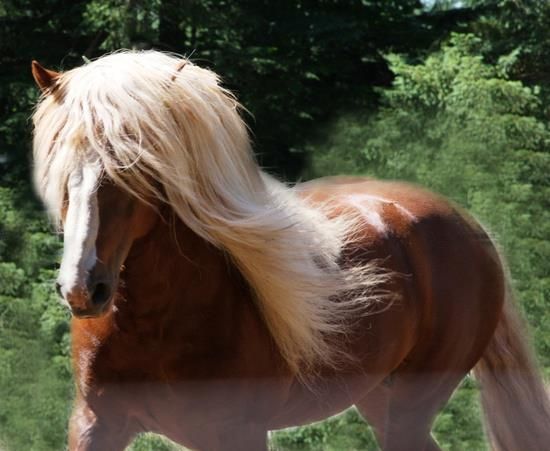 Black Forest Horses