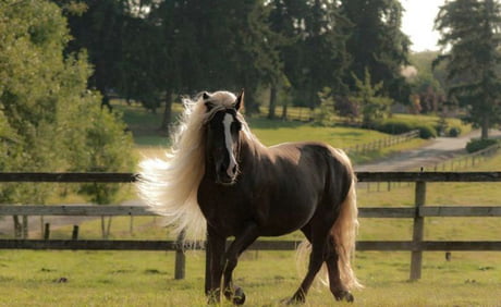 Black Forest Horses