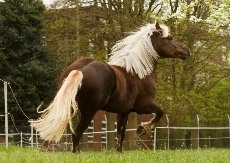 Black Forest Horses