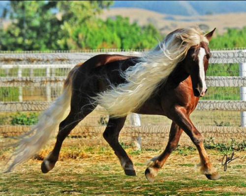 Black Forest Horses