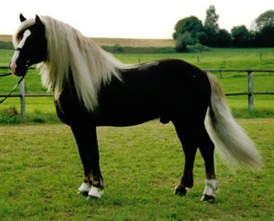 Black Forest Horses