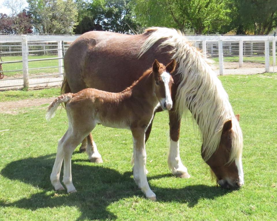 Black Forest Foals