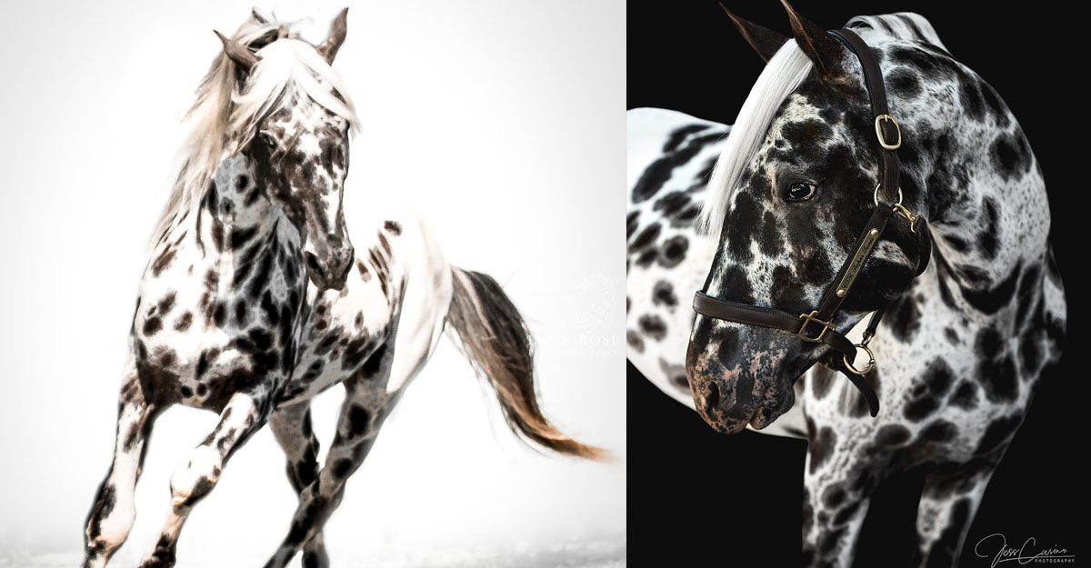 Black Leopard Appaloosa Stallion