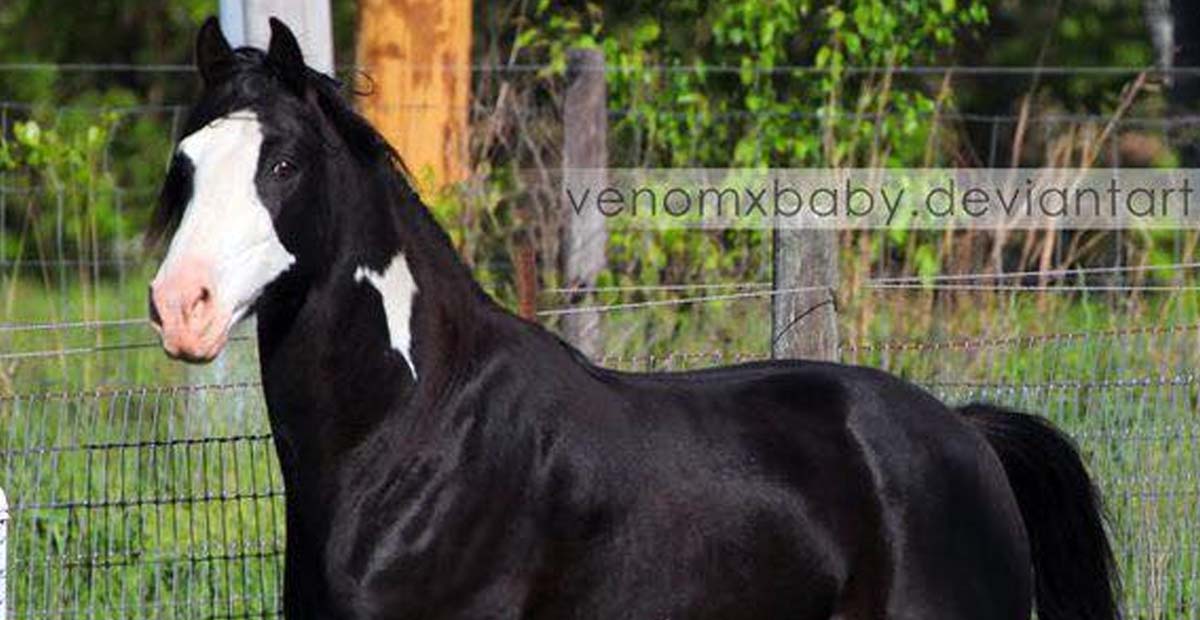 Black Overo Tennessee Walker Stallion, A Trace Of Moonlight