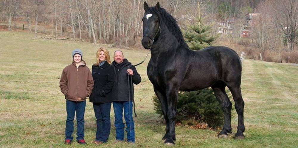 19 Hands Black Percheron Stallion Windermeres North American Maid AKA Moose @Windermere Farms
