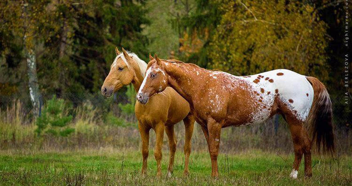 Blanket Appaloosa