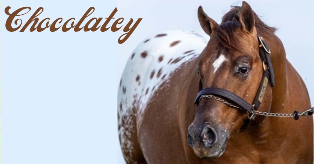 Chocolatey - Blanket Appaloosa Stallion