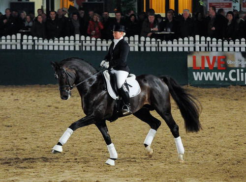 Westphalian Dressage Stallion Blickpunkt