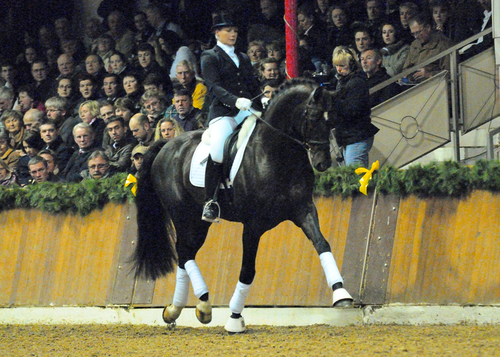 Blickpunkt Westphalian Dressage Stallion