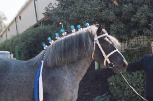 Reg. Blue Roan Brabant Belgian at Stud