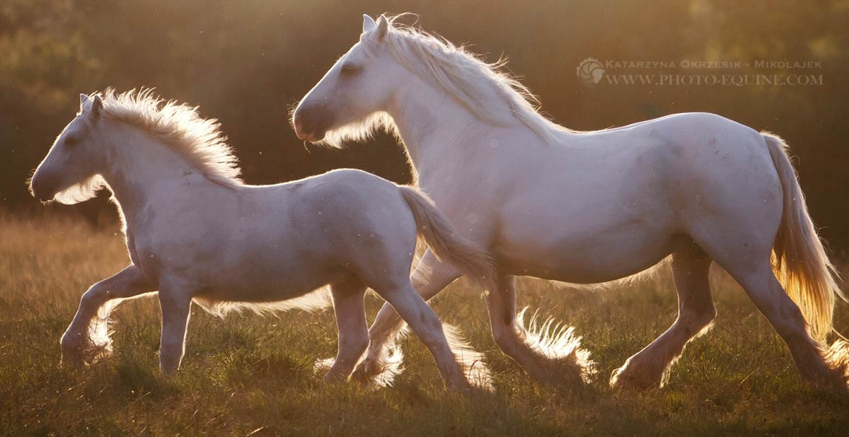 McCartneys Angelina - Blue and White Gypsy Cob