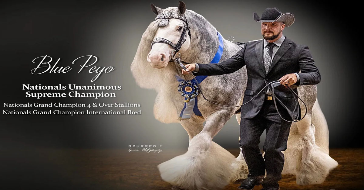 Blue Blagdon Gypsy Cob Stallion 