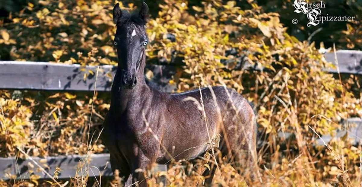 Blue Eyed Lipizzaner Filly @Kirsch Lipizzaners