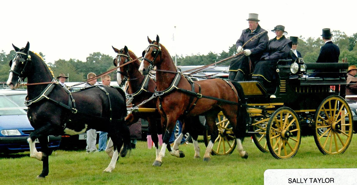 Bob Alexander driving a pair of his Gelderlanders, not a foot on the ground