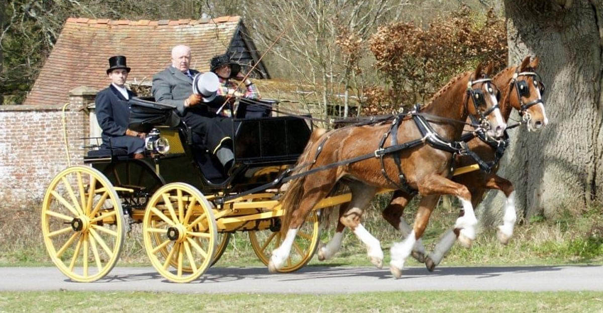 Bob Alexander driving a pair of his Gelderlanders, not a foot on the ground