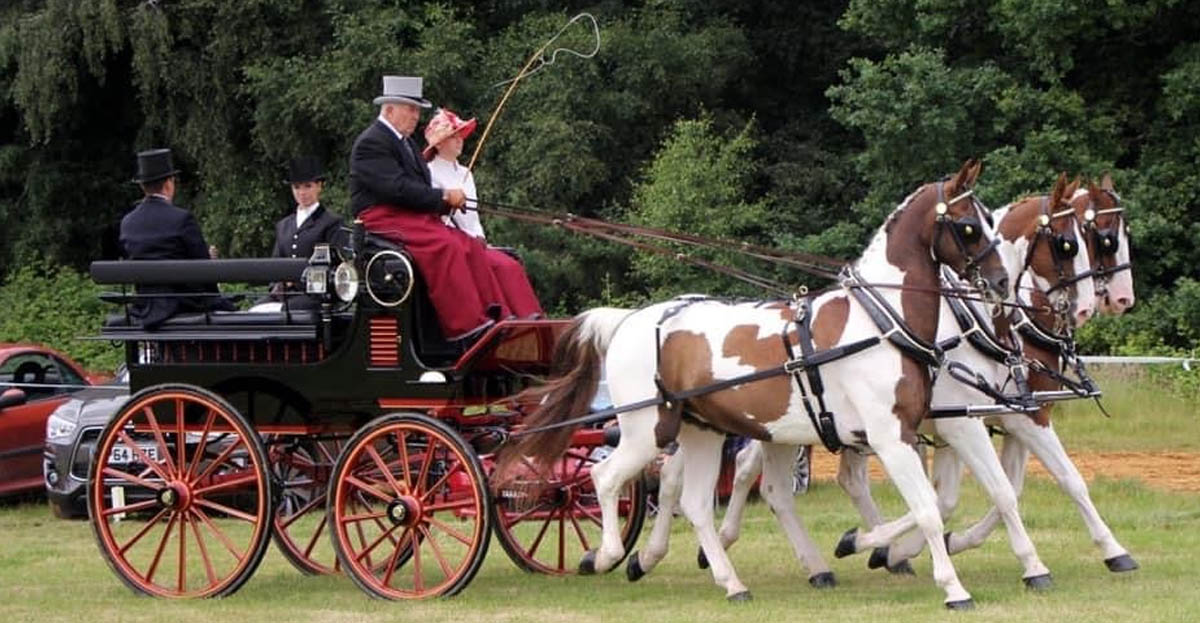 Bob Alexander driving a Tranden of his coloured Gelderlanders to his Trandem Break. BDS Show, Smiths Lawn