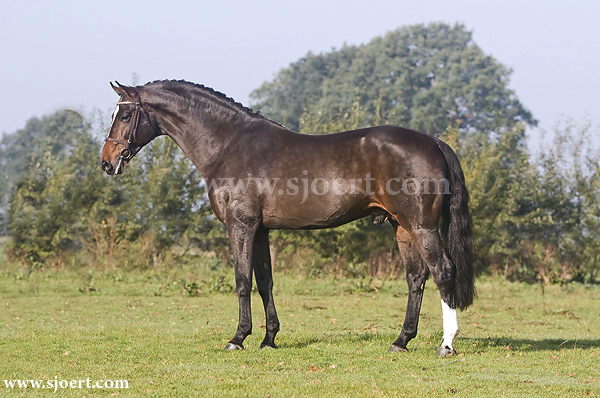 Bojar Breeding Stallion