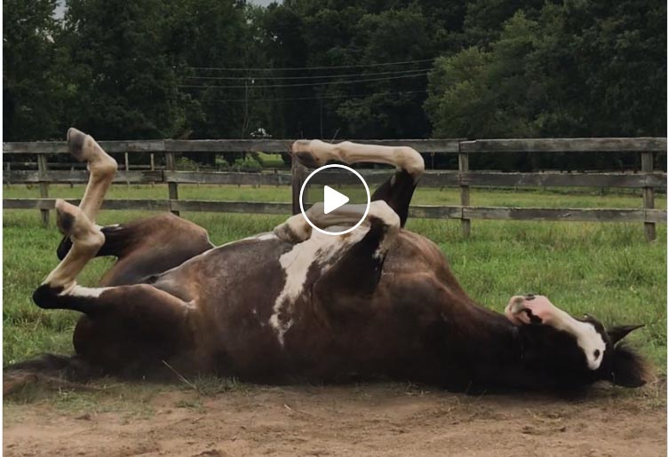 Pair Of Bonded Horses Go From Starving To Gorgeous
