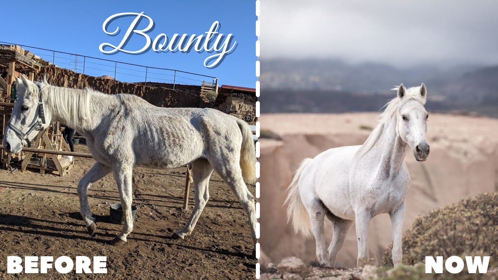 Check out these incredible Horse Rescue Transformations - Tenerife Horse Rescue Case Studies