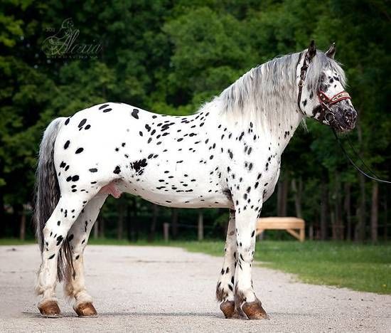 Braveheart - Noriker Dressage Draft Horse