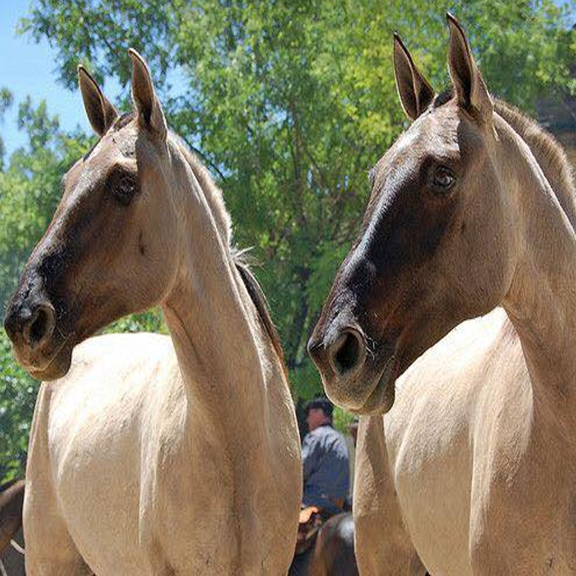 Brazilian Campolina Horses