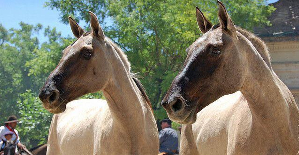 Brazilian Campolina Horses