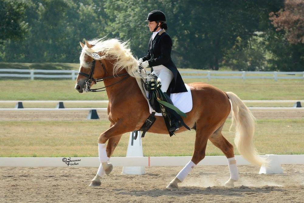 Brenner IK (Barolo x Luette) - Haflinger Dressage Stallion