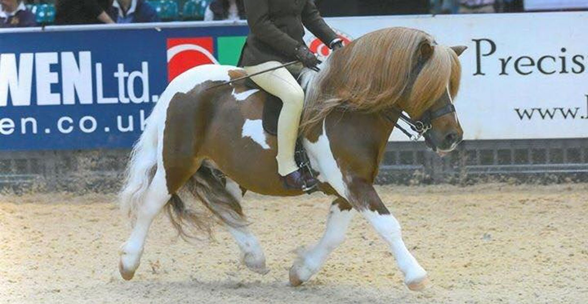 Shetland Pony Stallion, Brinleyview Camanchee Ridden By Gemma Pallett @Catchpool Shetlands