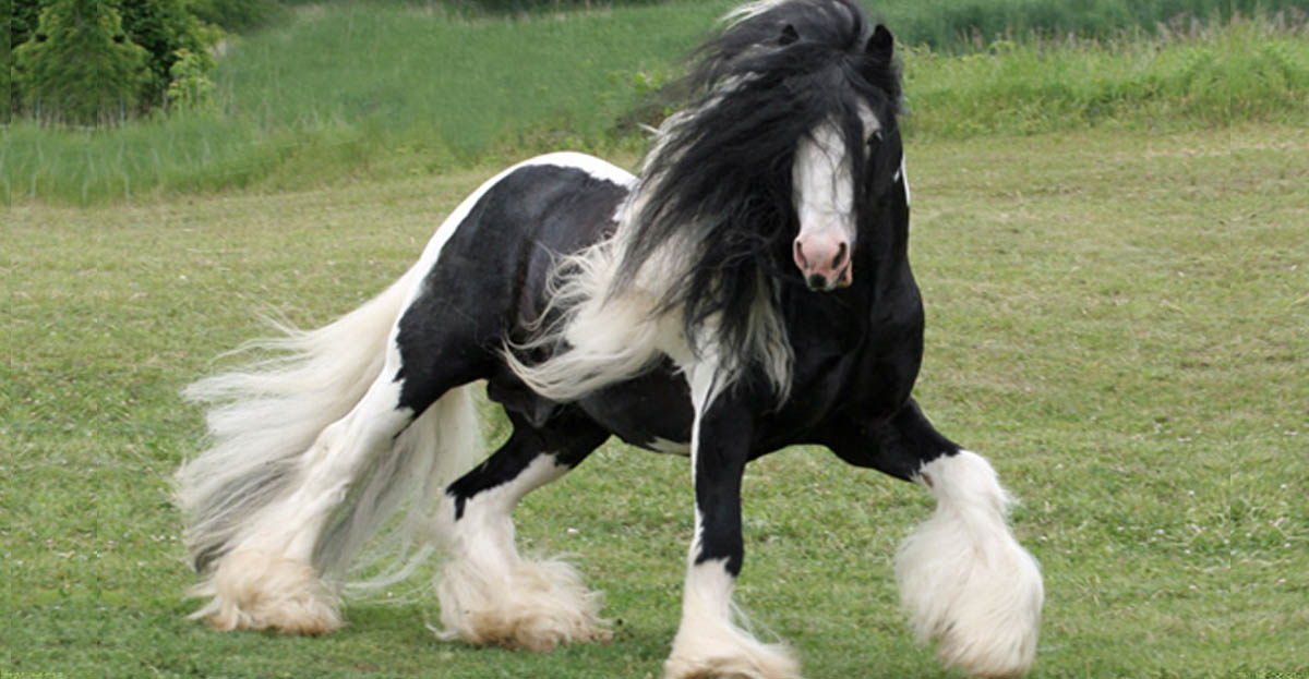 Gypsy Vanner Stallion - Lake Ridge British Sterling