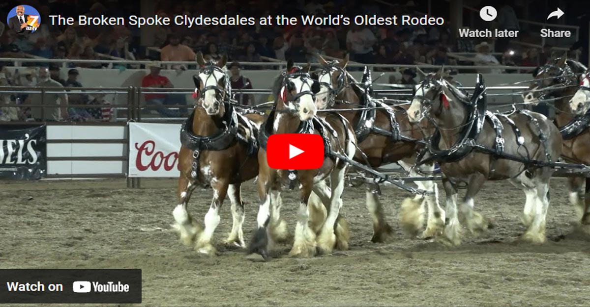 The Broken Spoke Clydesdales at the World`s Oldest Rodeo