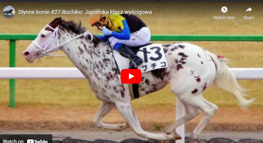 Buchiko - The Spotted Race Horse