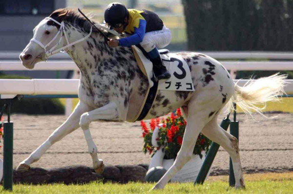 Buchiko - The Spotted Race Horse