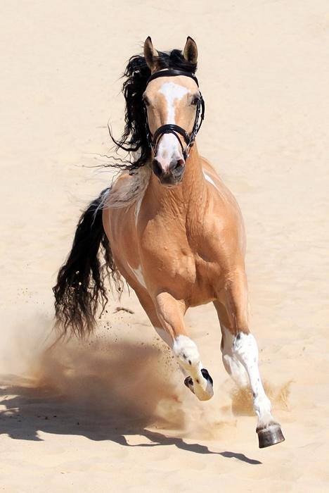 Beautiful Buckskin Paint Horses - Impressive Images - Stable Express