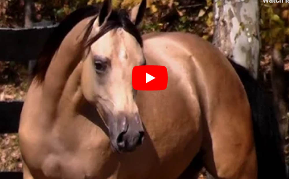 Buckskin Arabian Horse - Horses Of Your Dream
