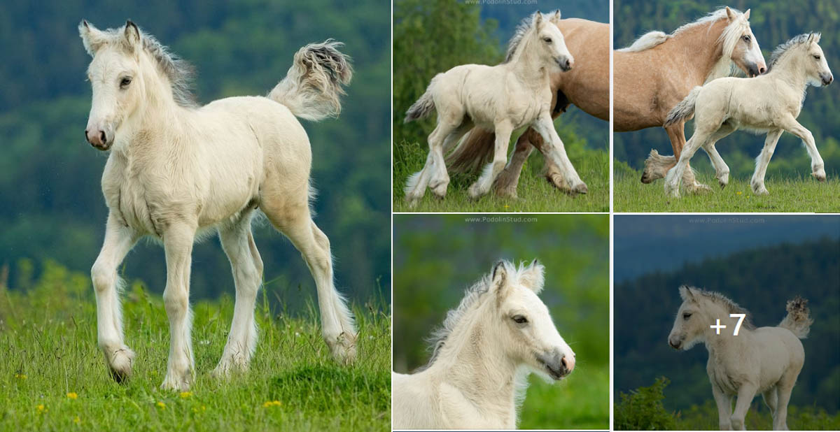 Podolin Ethereal Aurinia - Exceptional Buckskin Filly To Make 14.2hh