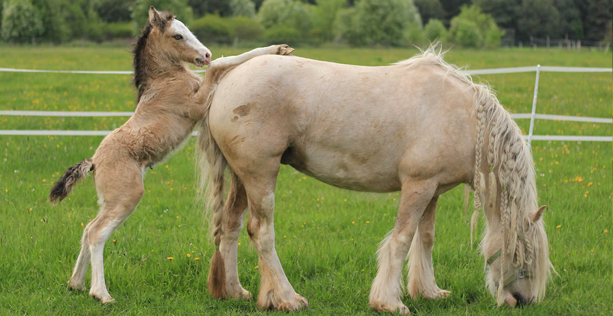 Podolin Enchanted Sunshine - Buckskin Gypsy Cob Foal