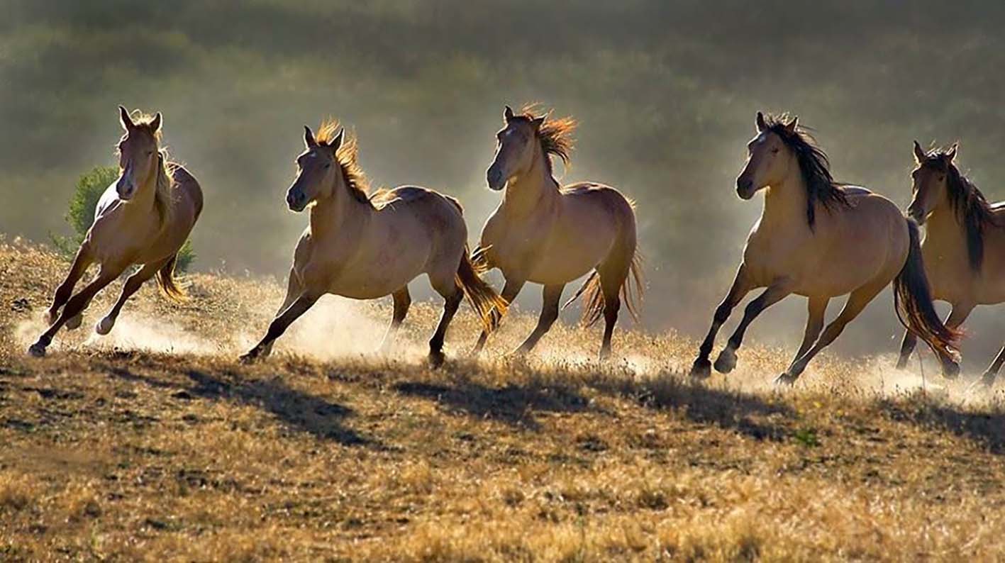 Buckskin Horses