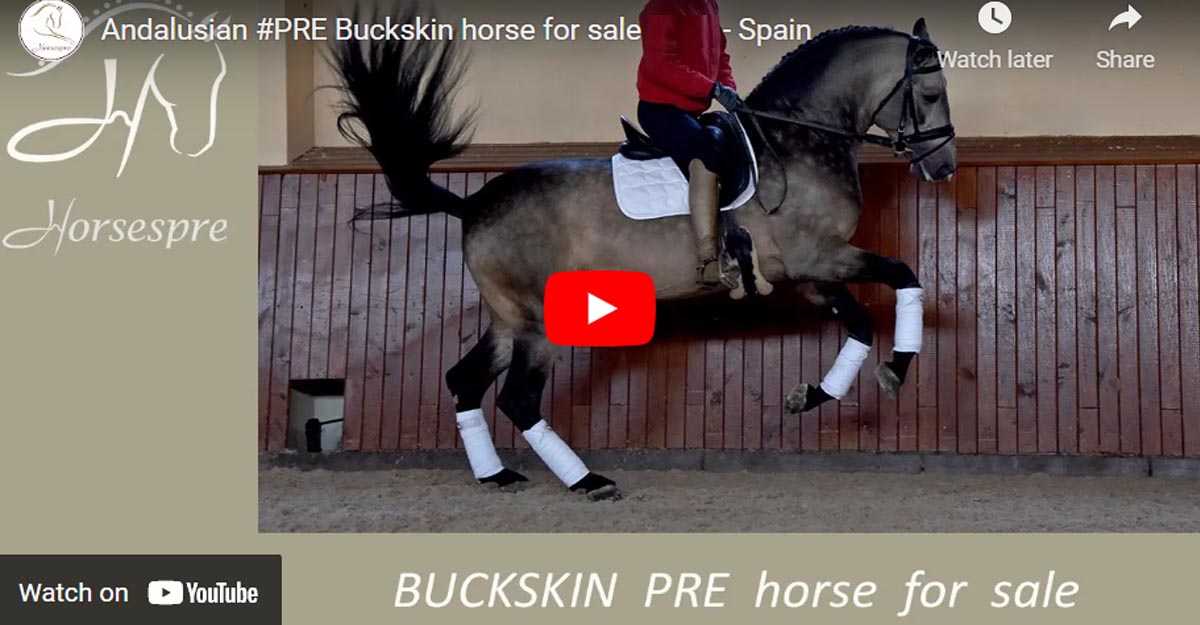 Andalusian PRE Buckskin Horse For Sale, Madrid - Spain
