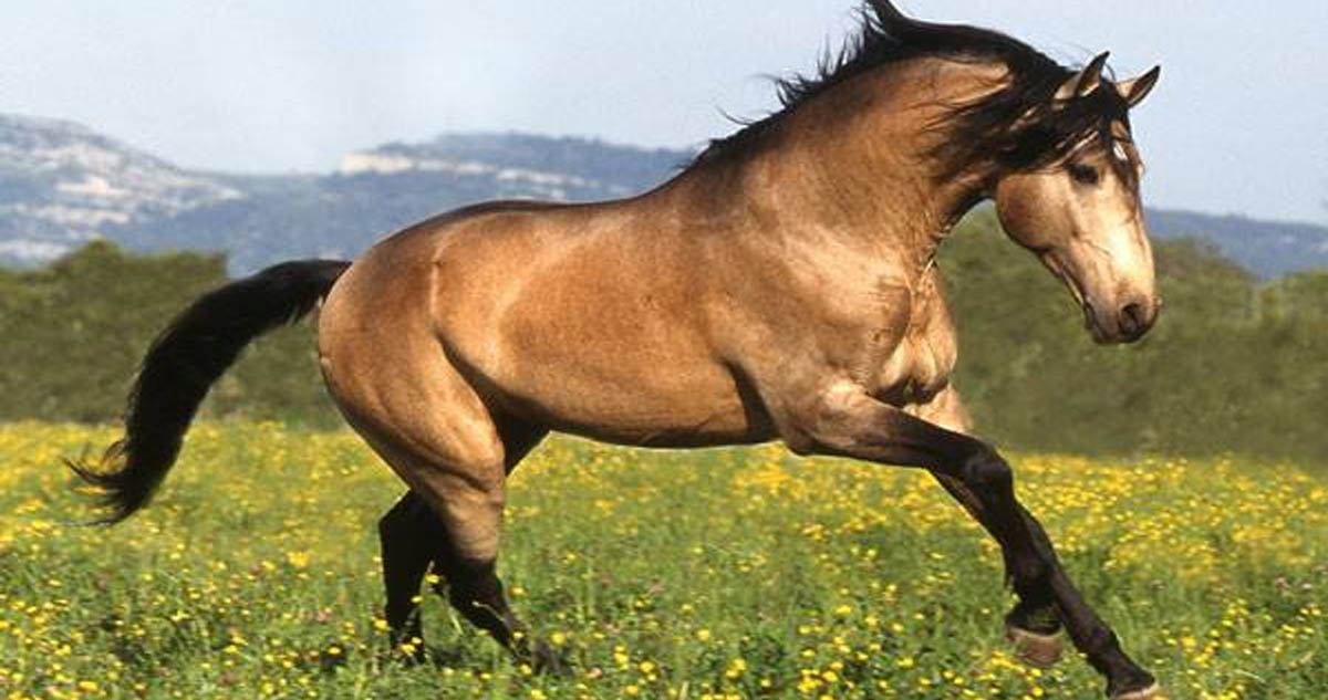 Buckskin Horses