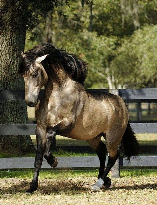 Buckskin Horses